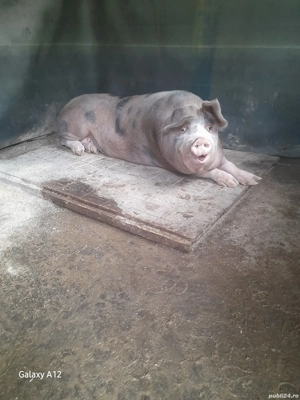 De vânzare  - imagine 3