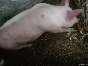 porc 80 -100 kg - imagine 3