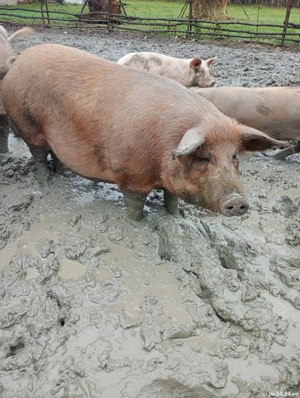 Vând purcele gestante. - imagine 2