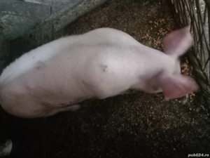 porc 80 -100 kg - imagine 2