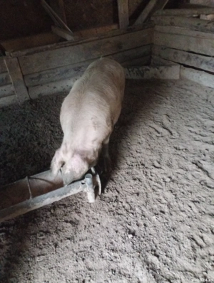 Vând purcele gestante. - imagine 4