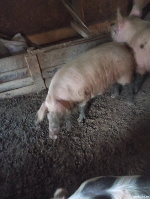 Vând purcele gestante. - imagine 3
