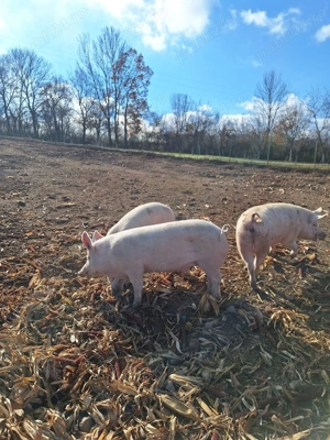 Porci de carne pentru sacrificat  - imagine 5
