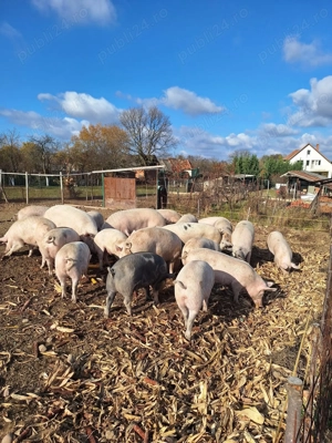 Porci de carne pentru sacrificat  - imagine 2