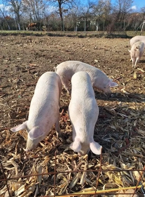 Porci de carne pentru sacrificat  - imagine 3