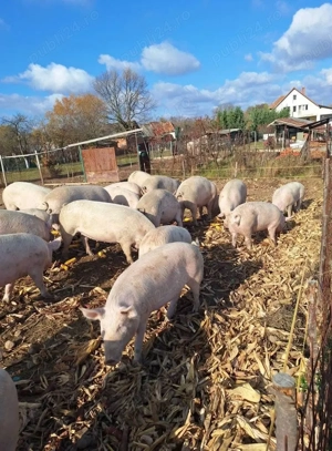 Porci de carne pentru sacrificat 