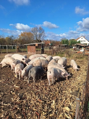 Porci de carne pentru sacrificat  - imagine 4