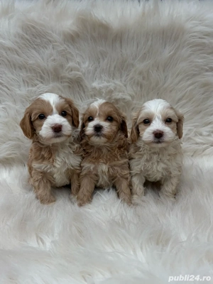 De vânzare pui Maltipoo adorabili   jucăuși și inteligenți!