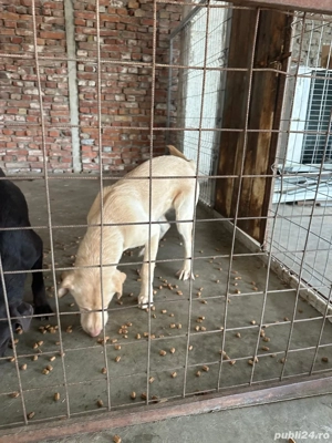 Vand un mascul labrador si caniche rasa pudel cu cip si pasaport !