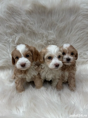 De vânzare pui Maltipoo adorabili jucăuși și inteligenți(bichon+pudel)! - imagine 2