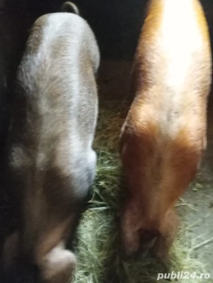 Vând porci  - imagine 2