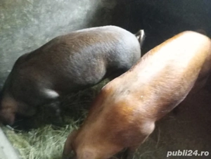 Vând porci  - imagine 4