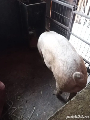 Vând porci  - imagine 3