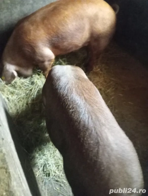 Vând porci  - imagine 5