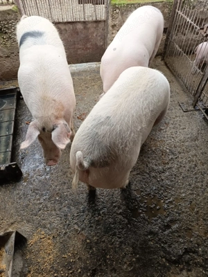 Porci sacrificat - imagine 2