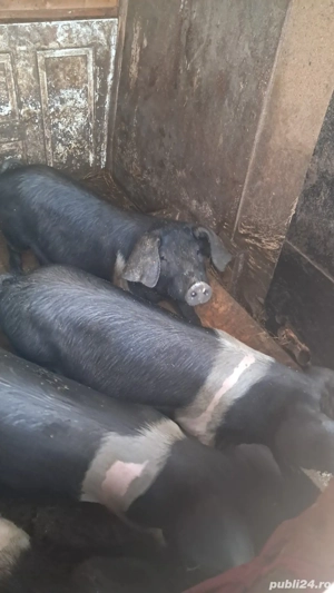 vand soldani  - imagine 2