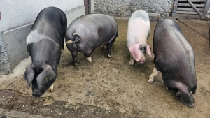 Vând porci - imagine 2