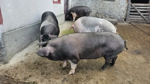 Vând porci - imagine 3