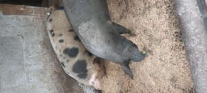 Porci de vânzare pentru CRĂCIUN! - imagine 4