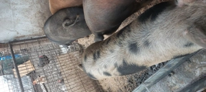 Porci de vânzare pentru CRĂCIUN! - imagine 3