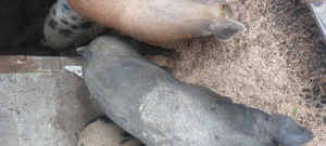 Porci de vânzare pentru CRĂCIUN! - imagine 2