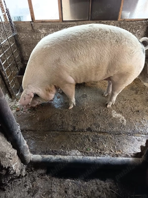 Porc sacrificat - imagine 2