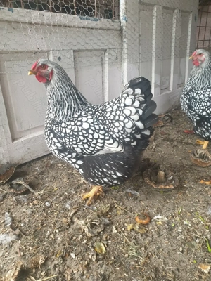 Vand gaina Wyandotte,tanara anul 2025