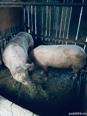 Vand porci 110- 200 kg - imagine 4