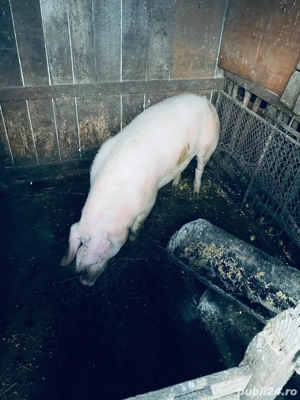 Vand porci 110- 200 kg - imagine 3