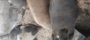 Porci de vânzare pentru CRĂCIUN! - imagine 5