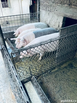 Vand porci 110- 200 kg