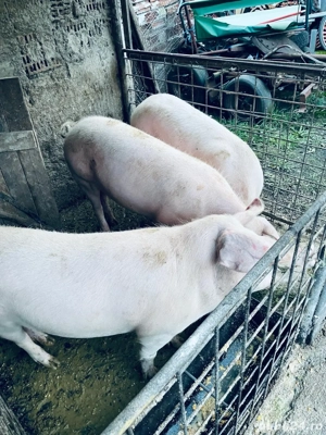 Vand porci 110- 200 kg - imagine 5