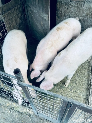 Vand porci 110- 200 kg - imagine 2