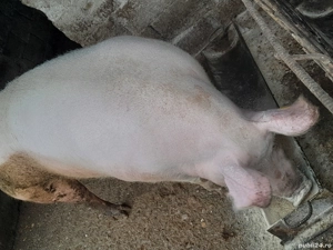 porci de vânzare crescuți la țară cu cereale  - imagine 5