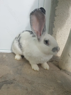 Vand un femela metis fluture german  - imagine 2