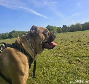 Mascul Cane Corso Formentino cu pedigree FCI, 1,5 ani, Dresat - imagine 4