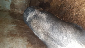 Porc jumate de vanzare