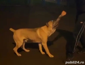 Mascul Cane Corso Formentino cu pedigree FCI, 1,5 ani, Dresat - imagine 3