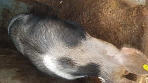 Porc jumate de vanzare - imagine 5