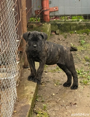 Cane corso