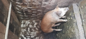 Vând porc duroc - imagine 2