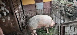 Vând porc duroc - imagine 3