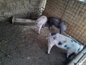 porci aproximativ 50 kg pentru la anul de Crăciun  - imagine 3
