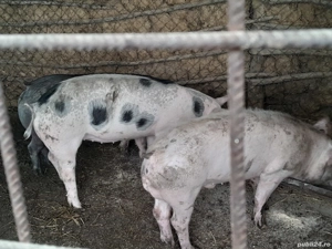porci aproximativ 50 kg pentru la anul de Crăciun  - imagine 2