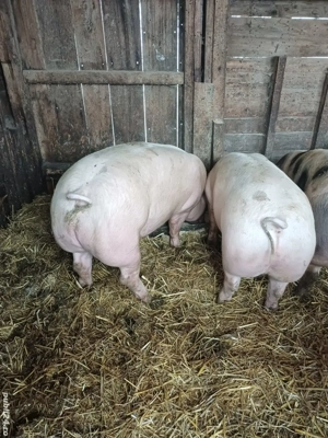 Porci Crăciun  - imagine 4