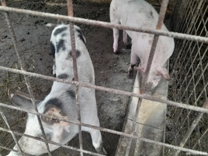 porci aproximativ 50 kg pentru la anul de Crăciun  - imagine 5