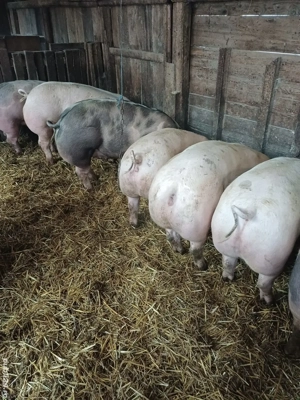 Porci Crăciun  - imagine 2