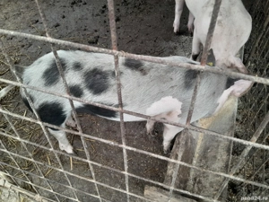porci aproximativ 50 kg pentru la anul de Crăciun  - imagine 4