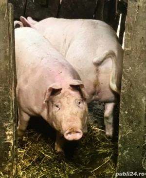 porci de vanzare