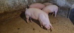 Porci 60-90kg țară 